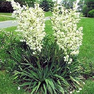 Amazon.com : YUCCA FILAMENTOSA ADAMS NEEDLE zone 5 hardy 50 seeds