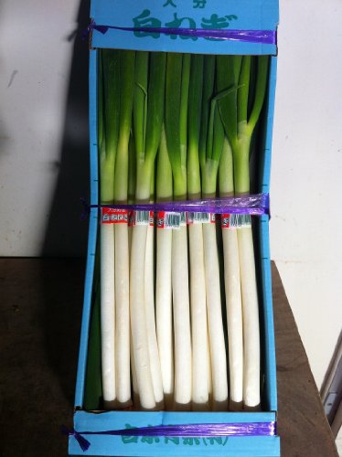 白ねぎ10束【九州産：大分・福岡・熊本】深ねぎ・長ねぎ