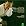 Massenet - Werther