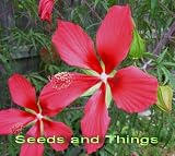 Star of Texas Hibiscus 30 Seeds - Hibiscus - Perennial