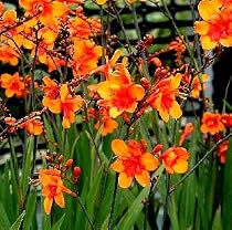 Bright Eyes Crocosmia Perennial Plant