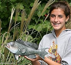 Taxidermy 14" Fiberglass Sea Bass Fish Wall Mount