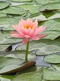 11x14 Digital Art Limited Edition Prints Waterlily Floral Realist Lotus Pink Majesty