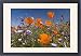 Framed Prints of Californian Poppy and violet Davy Gilia (Gilia latiflora ssp. davyi) cover from Ardea Wildlife Pets