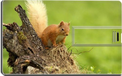 Animals Squirrels Stand Dead Wood 16G USB Flash Drive 2.0 Memory Stick MSD USB Credit Card Size Customized Support Services Ready Windows Mac Storage External