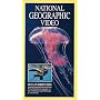 National Geographic's Ocean Drifters [VHS]