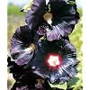 Black Nigra Hollyhock 30 Seeds, 450 mg - Alcea rosea