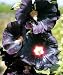 Arabian Nights Hollyhock - 15 Seeds
