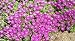 Delosperma Cooperi Violet Purple Ice Plant