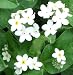 150 White Forget Me Not Seeds By Seed Needs