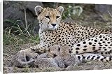 Canvas Prints of Cheetah - mother and 8 day old cubs in nest from Ardea