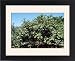 Framed Prints of Kf-11744 Guava Tree from Ardea Wildlife Pets