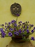 IMAGE OF Potted Purple Petunias on a Wooden Bench against a Yellow Wall, Tuscany, Italy Stretched Canvas Poster Print by Todd Gipstein, 18x24