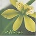 Books : Green Address Book (Green Collection) (Green Collection)