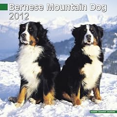 Kalender 2012 Berner Sennenhund