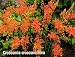Crocosmiflora Crocosmia 10 Bulbs - Very Hardy