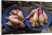 Canvas Prints of Lotus flower hearts in the vegetable market, Mulu, Sarawak, Malaysian Borneo, from Robert Harding
