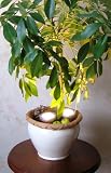 Jeu de 2 lampes spots pour plantes - 16,5x5,7 cm