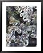 Azalea Plants Encased in Ice, Portland, Oregon, USA Botanical Framed Art Poster Print by Steve Terrill, 25x31