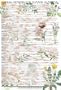 Herbal Remedies For Common Ailments Wall Chart