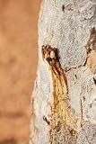 Myrrh Tree Resin - 24