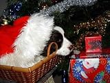 Cute Puppy in a Basket under Christmas Tree - 24