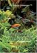 Freshwater Aquarium