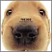 Artlist Collection the Dog 2005 Calendar Golden Retriever (Multilingual Edition)