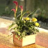 Spring Planter Box