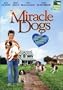 Miracle Dogs