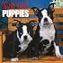 Boston Terrier Puppies 2007 Calendar