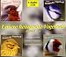 Unsere heimische Vogelwelt 1-4: Ges�nge und Rufe