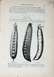 1885 Gardening Peas Radish Onion Sowing Vegetables