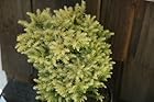 Cryptomeria Japonica Golden Promise - Japanese Cedar Tree - Pot Size #1 Gal.