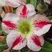 9GreenBox - Adenium Desert Rose Perfume House Plant Bonsai