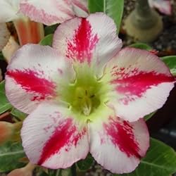 9GreenBox - Adenium Desert Rose Perfume House Plant Bonsai