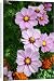 Canvas Prints of Cosmos bipinnatus from Ros Drinkwater