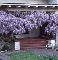 2 Blue Chinese Wisteria Plants - Wisteria sinensis