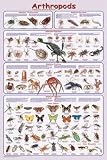 ARTHROPODS - 24x36 - ART PRINT / POSTER