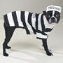 SMALL - Prison Pooch Dog Costume