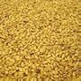 ORGANIC FLAX SEEDS, GOLDEN - 5LB