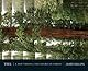 Tree (mini ed.): A New Vision of the American Forest