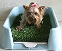 Rascal Dog Litter Box "Little Squirt" (tm) - DESIGNED JUST FOR TOY BREEDS!