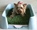 Rascal Dog Litter Box 