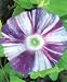 Candystripe Purple Morning Glory 25 Seeds