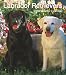 Labrador Retrievers 2009 Hardcover Weekly Engagement Calendar