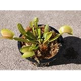 Adult Sized Venus Flytrap - Fly Trap - (Dionaea Muscipula) Carnivorous Plant 3 inch pot