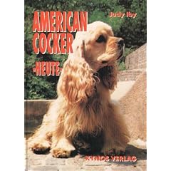 American Cocker Spaniel heute