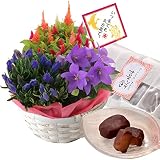 秋の3種寄せカゴ ありがとうの喜餅 花とスイーツ フラワーギフト 鉢花 敬老の日 ギフト
