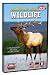 Yellowstone - Teton Wildlife